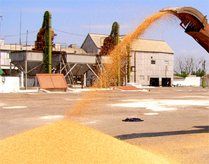 Перемещение зерна с помощью зернометателя